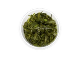 Cryptocoryne 'Rubella' - In Vitro Cup - Eco scape - cup in vitro - Comptoir du Poisson exotique