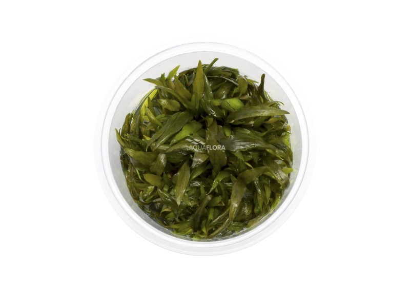 Cryptocoryne 'Rubella' - In Vitro Cup - Eco scape - cup in vitro - Comptoir du Poisson exotique