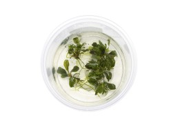 Bucephalandra 'Deep Purple' 0 In Vitro Cup - Eco scape - cup in vitro - Comptoir du Poisson exotique