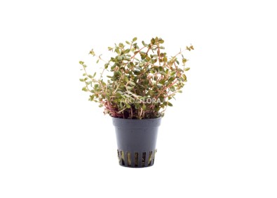 Rotala rotundifolia 'Orange Juice' - Pot 5,5cm - Plantes en pots de 5,5cm - aquarium - Comptoir du Poisson exotique