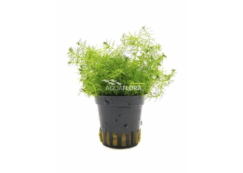 Myriophyllum species 'Guyana' - Pot 5,5cm - Plantes en pots de 5,5cm - aquarium - Comptoir du Poisson exotique