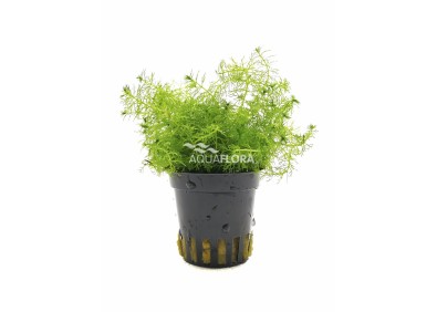 Myriophyllum species 'Guyana' - Pot 5,5cm - Plantes en pots de 5,5cm - aquarium - Comptoir du Poisson exotique
