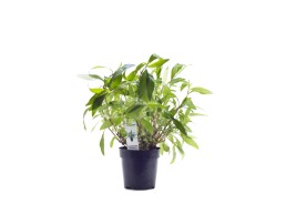 Hygrophila corymbosa 'Angustifolia' - XL Pot 9cm - Plantes en pots xl - Comptoir du Poisson exotique