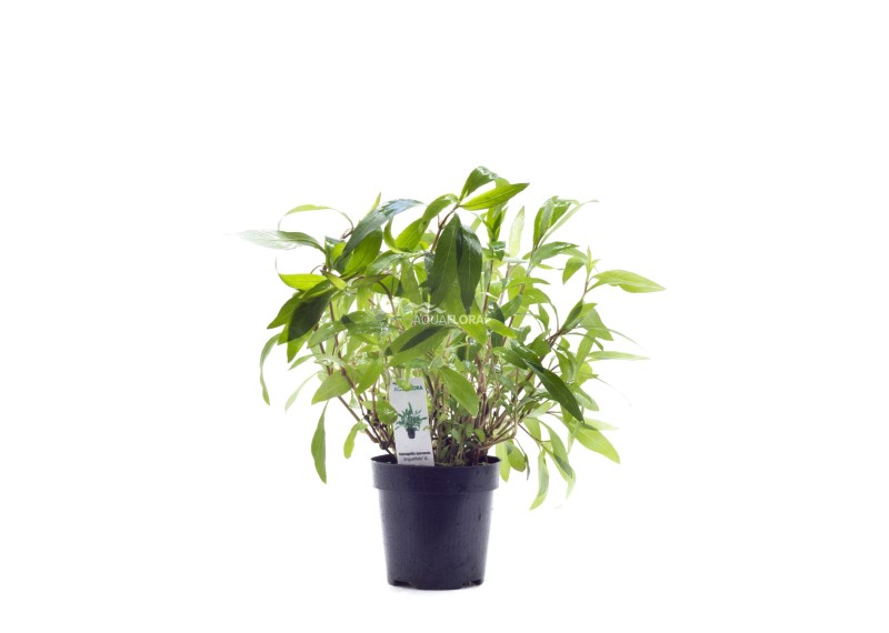 Hygrophila corymbosa 'Angustifolia' - XL Pot 9cm - Plantes en pots xl - Comptoir du Poisson exotique