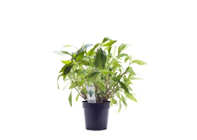 Hygrophila corymbosa 'Angustifolia' - XL Pot 9cm - Plantes en pots xl - Comptoir du Poisson exotique