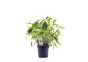 Hygrophila corymbosa 'Angustifolia' - XL Pot 9cm - Plantes en pots xl - Comptoir du Poisson exotique