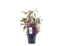 Alternanthera reineckii 'Rosaefolia' - XL Pot 9cm - Plantes en pots xl - Comptoir du Poisson exotique