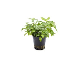 Hygrophila polysperma 'Sunset' - Pot 5,5cm - Plantes en pots de 5,5cm - aquarium - Comptoir du Poisson exotique