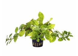 Ludwigia sp. 'Atlantis' - Pot 5,5cm - Plantes en pots de 5,5cm - aquarium - Comptoir du Poisson exotique