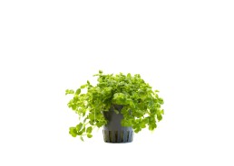 Bacopa australis - Pot 5,5cm - Plantes en pots de 5,5cm - aquarium - Comptoir du Poisson exotique