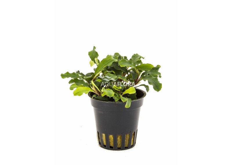 Bucephalandra 'Wavy Green' - Pot 5,5cm - Plantes en pots de 5,5cm - aquarium - Comptoir du Poisson exotique