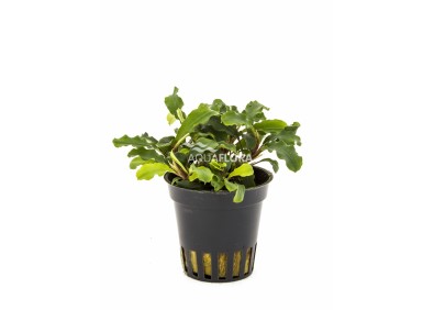 Bucephalandra 'Wavy Green' - Pot 5,5cm - Plantes en pots de 5,5cm - aquarium - Comptoir du Poisson exotique