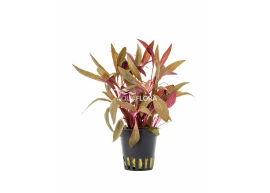 Alternanthera reineckii 'Pink' - Pot 5,5cm - Plantes en pots de 5,5cm - aquarium - Comptoir du Poisson exotique