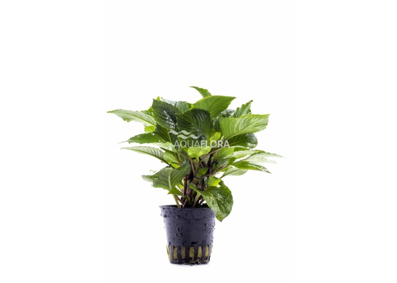 Hygrophila corymbosa 'Parvifolia Green' - Pot 5,5cm - Plantes en pots de 5,5cm - aquarium - Comptoir du Poisson exotique