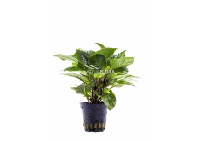 Hygrophila corymbosa 'Parvifolia Green' - Pot 5,5cm - Plantes en pots de 5,5cm - aquarium - Comptoir du Poisson exotique