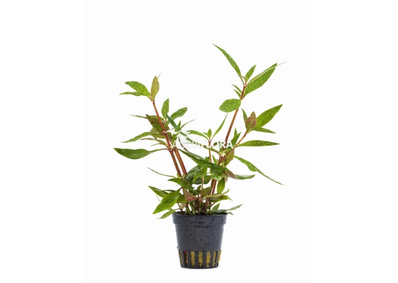 Alternanthera reineckii 'Mini' - Pot 5,5cm - Plantes en pots de 5,5cm - aquarium - Comptoir du Poisson exotique