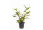 Alternanthera reineckii 'Mini' - Pot 5,5cm - Plantes en pots de 5,5cm - aquarium - Comptoir du Poisson exotique