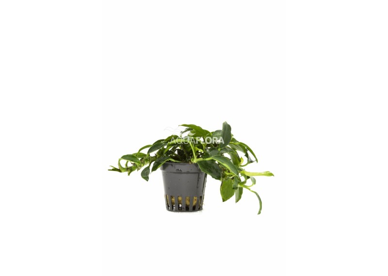 Anubias barteri var. nana 'Paxing' - Pot 5,5cm - Plantes en pots de 5,5cm - aquarium - Comptoir du Poisson exotique