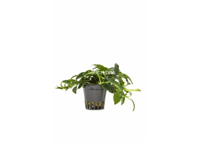 Anubias barteri var. nana 'Paxing' - Pot 5,5cm - Plantes en pots de 5,5cm - aquarium - Comptoir du Poisson exotique