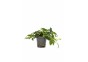 Anubias barteri var. nana 'Paxing' - Pot 5,5cm - Plantes en pots de 5,5cm - aquarium - Comptoir du Poisson exotique