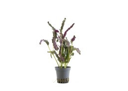 Hemygraphis exotica - Pot 5,5cm - Plantes en pots de 5.5 cm - terrarium - Comptoir du Poisson exotique