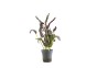 Hemygraphis exotica - Pot 5,5cm - Plantes en pots de 5.5 cm - terrarium - Comptoir du Poisson exotique