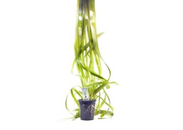 Vallisneria australis (gigantea) - XL Pot 9cm - Plantes en pots xl - Comptoir du Poisson exotique
