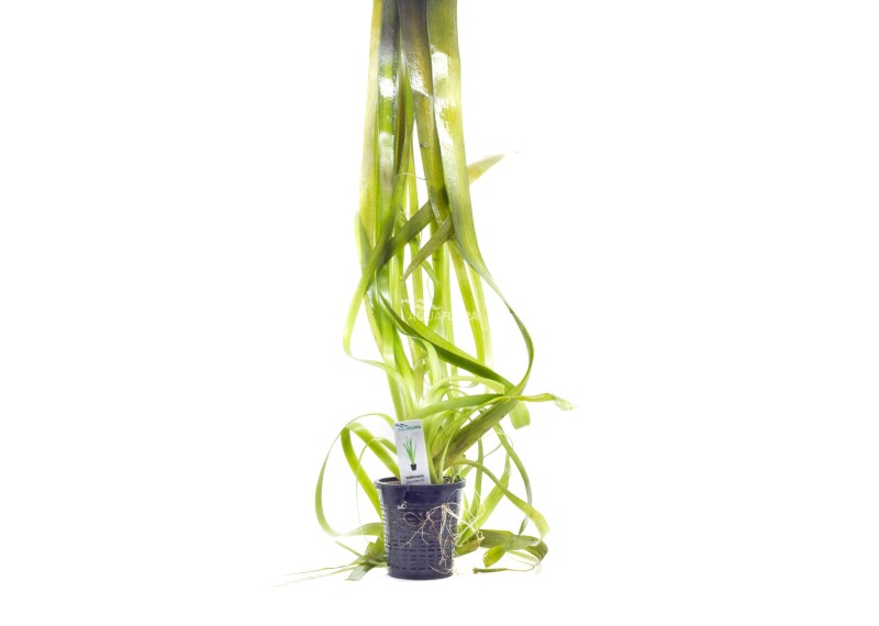Vallisneria australis (gigantea) - XL Pot 9cm - Plantes en pots xl - Comptoir du Poisson exotique