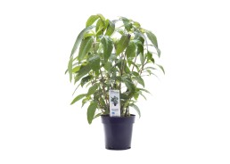 Hygrophila corymbosa 'Siamensis' - XL Pot 9cm - Plantes en pots xl - Comptoir du Poisson exotique