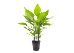 Echinodorus mix - XL Pot 9cm - Plantes en pots xl - Comptoir du Poisson exotique