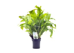 Microsorum pteropus 'Latifolia' - XL Pot 9cm - Plantes en pots xl - Comptoir du Poisson exotique