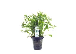 Microsorum pteropus 'Windelov' - XL Pot 9cm - Plantes en pots xl - Comptoir du Poisson exotique