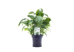 Spathiphyllum wallisii - XL Pot 9cm - Plantes en pots xl - Comptoir du Poisson exotique