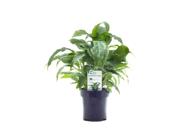 Spathiphyllum wallisii - XL Pot 9cm - Plantes en pots xl - Comptoir du Poisson exotique