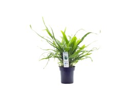 Microsorum pteropus - XL Pot 9cm - Plantes en pots xl - Comptoir du Poisson exotique