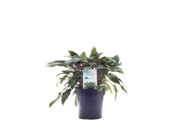 Cryptocoryne - mix - XL Pot 9cm - Plantes en pots xl - Comptoir du Poisson exotique
