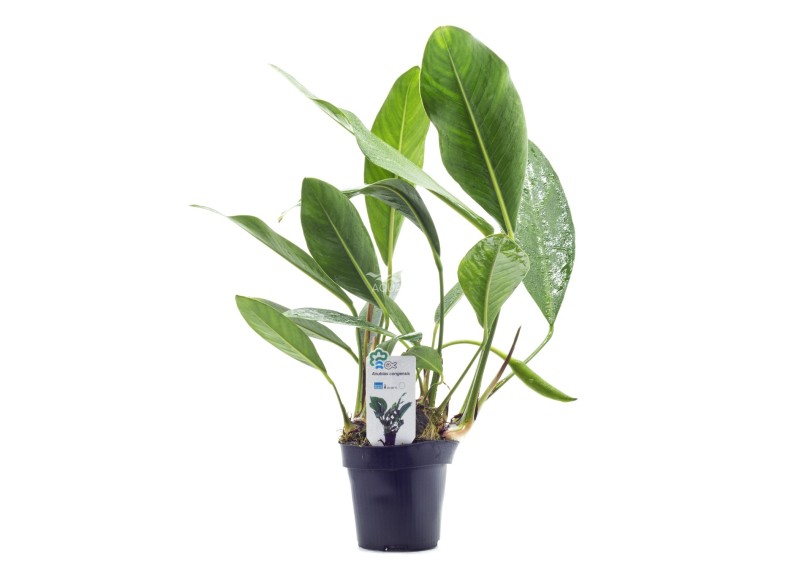 Anubias congensis - xl pot 9cm - Plantes en pots xl - Comptoir du Poisson exotique