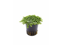 Hemianthus callitrichoides - Pot 5,5cm - Plantes en pots de 5,5cm - aquarium - Comptoir du Poisson exotique