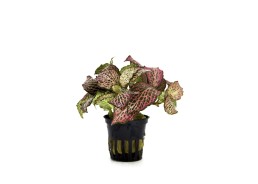 Fittonia 'Red' - Pot 5,5cm - Plantes en pots de 5.5 cm - terrarium - Comptoir du Poisson exotique