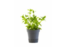 Gratiola viscidula - Pot 5,5cm - NOUVEAU ! - Plantes en pots de 5,5cm - aquarium - Comptoir du Poisson exotique