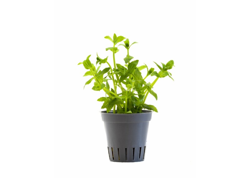 Gratiola viscidula - Pot 5,5cm - NOUVEAU ! - Plantes en pots de 5,5cm - aquarium - Comptoir du Poisson exotique