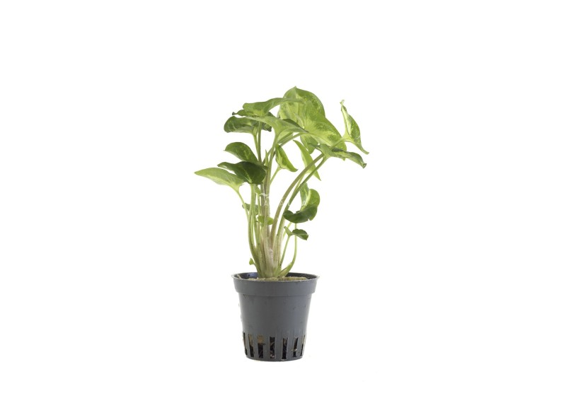 Syngonium pixie - Pot 5,5cm - Plantes en pots de 5.5 cm - terrarium - Comptoir du Poisson exotique