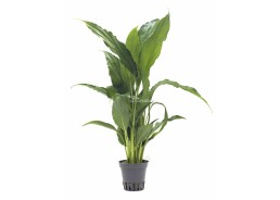 Spathiphyllum walissii - Pot 5,5cm - Plantes en pots de 5.5 cm - terrarium - Comptoir du Poisson exotique