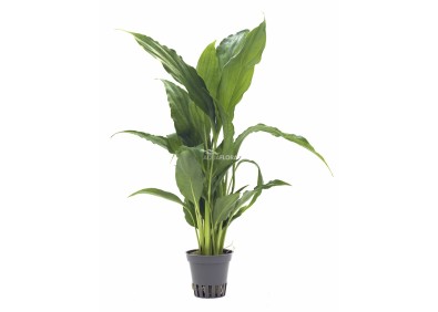 Spathiphyllum walissii - Pot 5,5cm - Plantes en pots de 5.5 cm - terrarium - Comptoir du Poisson exotique