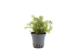 Rotala walichii - Pot 5,5cm - Plantes en pots de 5,5cm - aquarium - Comptoir du Poisson exotique