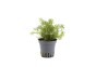 Rotala walichii - Pot 5,5cm - Plantes en pots de 5,5cm - aquarium - Comptoir du Poisson exotique