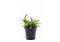 Sagittaria subulata 'Teres' - Pot 5,5cm - Plantes en pots de 5,5cm - aquarium - Comptoir du Poisson exotique