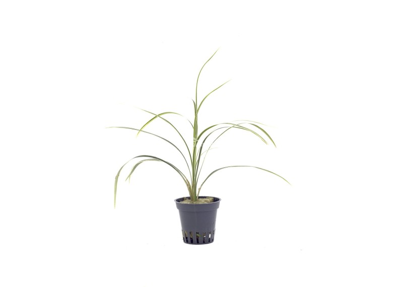 Ophiopogon japonica 'Variegatus' - Pot 5,5cm - Plantes en pots de 5.5 cm - terrarium - Comptoir du Poisson exotique