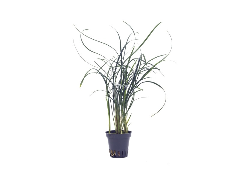 Ophiopogon japonica - Pot 5,5cm - Plantes en pots de 5.5 cm - terrarium - Comptoir du Poisson exotique