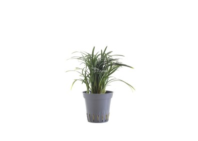 Ophiopogon japonica 'Pussilus' - Pot 5,5cm - Plantes en pots de 5.5 cm - terrarium - Comptoir du Poisson exotique